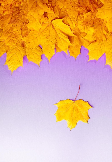 Folhas de bordo amarelas em papel lilás, uma folha de bordo voa de um grupo de folhas