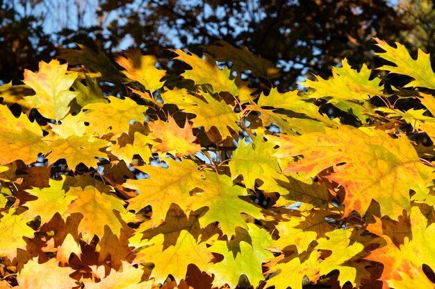 Folhas de bordo amarelas em um close do ramo Outono dourado Fundo natural bonito do outono