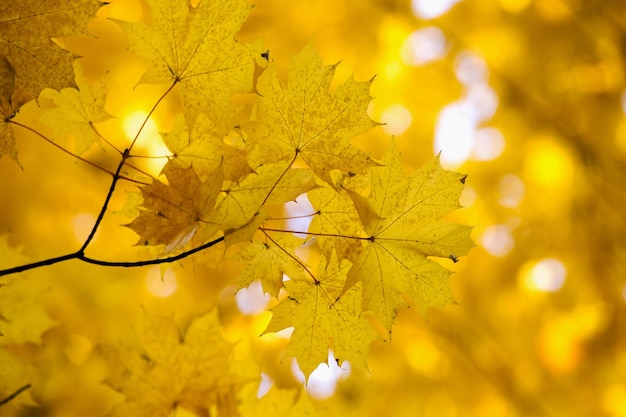 Folhas de bordo amarelas em um galho no outono