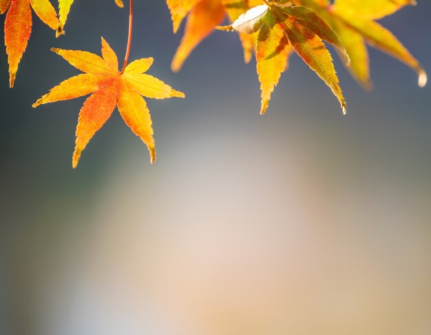 Folhas de bordo amarelas lindas em um dia de outono