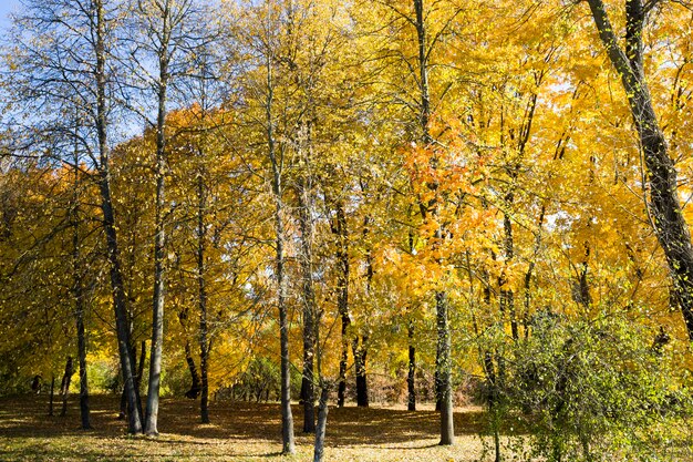 Folhas de bordo amarelas na floresta ensolarada no outono Park, a verdadeira natureza do outono