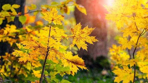 Folhas de bordo amarelas nas árvores da floresta sob a luz do sol