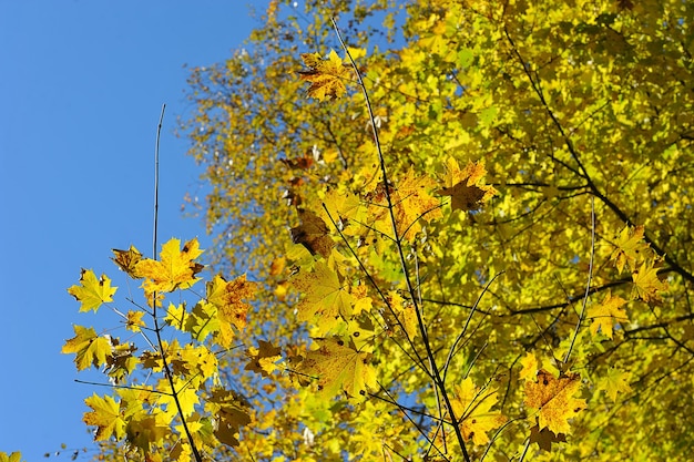 Folhas de bordo amarelas no parque em outubro contra um céu azul