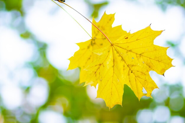 Folhas de bordo amarelo brilhante. Fundo ao ar livre outono. Bordo de outono colorido folhas em um galho de árvore. Copie o espaço