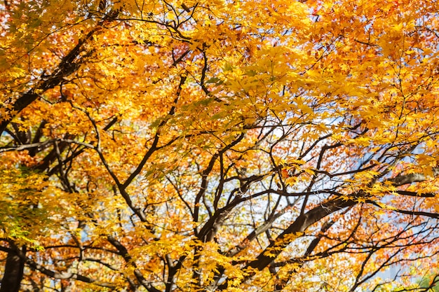 Folhas de bordo amarelo e laranja na temporada de Outono com o céu azul fundo desfocado