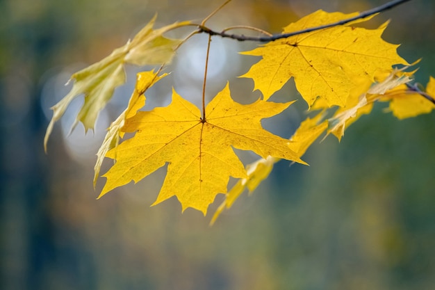 Folhas de bordo amarelo na floresta em uma árvore em um fundo desfocado em tons pastel