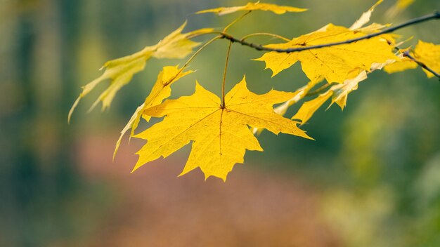 Folhas de bordo amarelo na floresta em uma árvore em um fundo desfocado suave