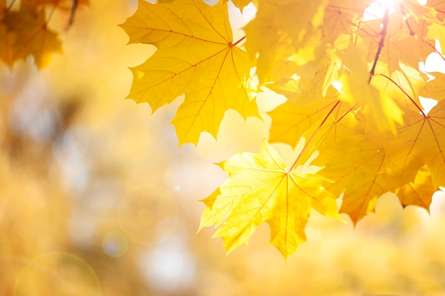 Folhas de bordo amarelo outono em um fundo borrado de floresta em um dia ensolarado