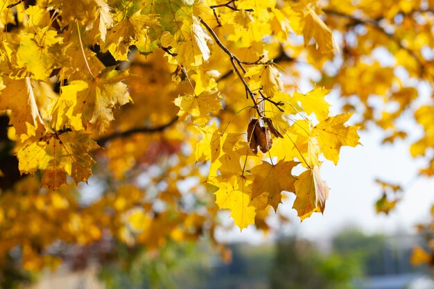 Folhas de bordo amarelo queda no céu azul.