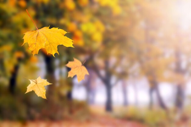 Folhas de bordo caem de uma árvore na floresta de outono em tempo ensolarado