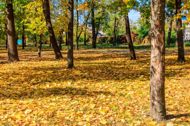 Folhas de bordo coloridas caídas no chão no parque da cidade de outono