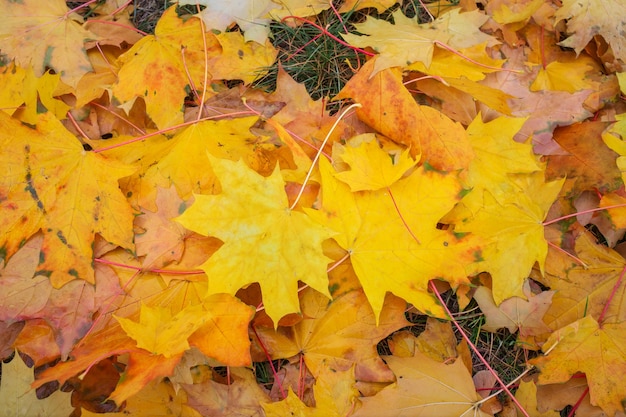 Folhas de bordo colorido laranja, vermelho e amarelo do outono como pano de fundo ao ar livre.