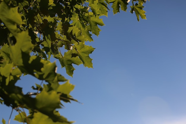 Folhas de bordo contra o céu