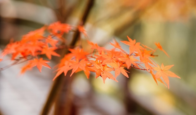 Folhas de bordo da laranja japonesa