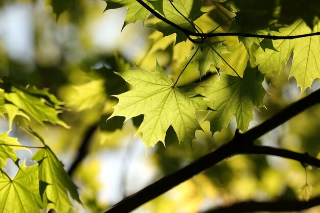 Folhas de bordo da primavera em um galho na floresta