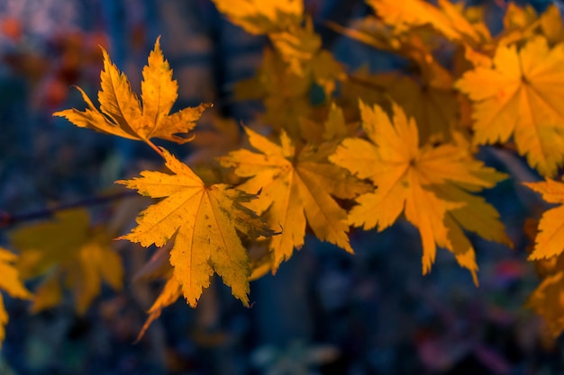 Folhas de bordo de cor laranja no outono em um galho de árvore