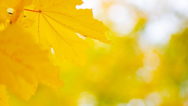 Folhas de bordo de outono. Bordo de outono colorido folhas em um galho de árvore. Folhas de plátano bonitas em dia ensolarado de outono. Fechar-se