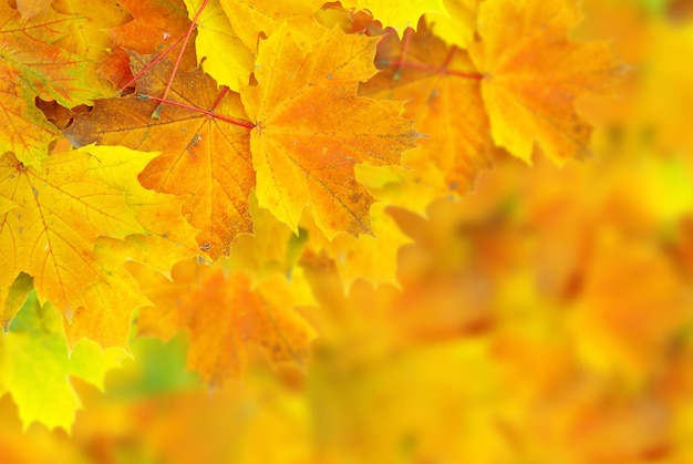 Folhas de bordo de outono com foco seletivo