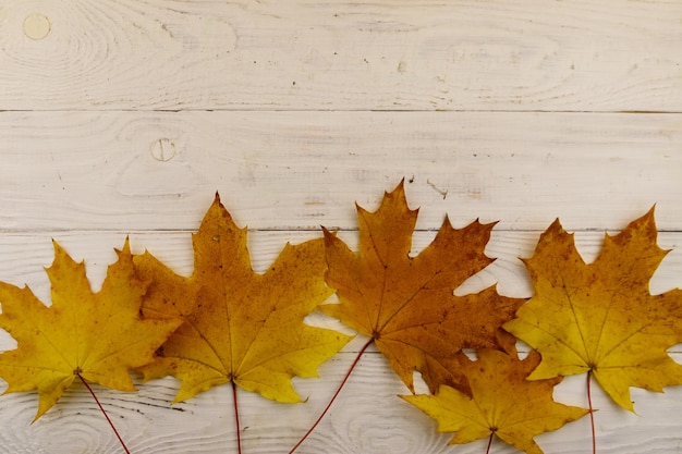 Folhas de bordo de outono em fundo branco de madeira Espaço de cópia de vista superior