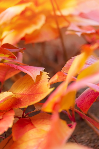Folhas de bordo de outono fotos de fundo no meio do outono