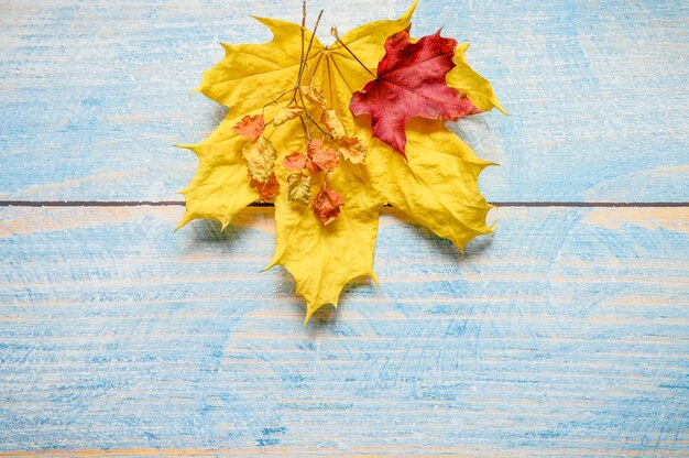 Folhas de bordo de outono secas vermelhas e amarelas e galhos de outono em uma mesa de madeira azul ou plano de fundo. materiais de outono para a criatividade e o artesanato das crianças. espaço para texto