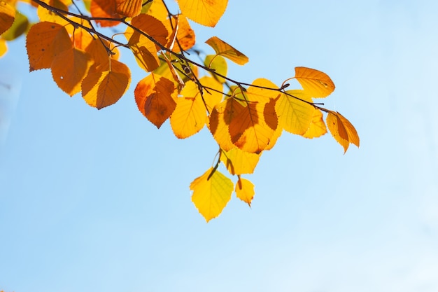 Folhas de bordo do outono / fotos de fundo no meio do outono