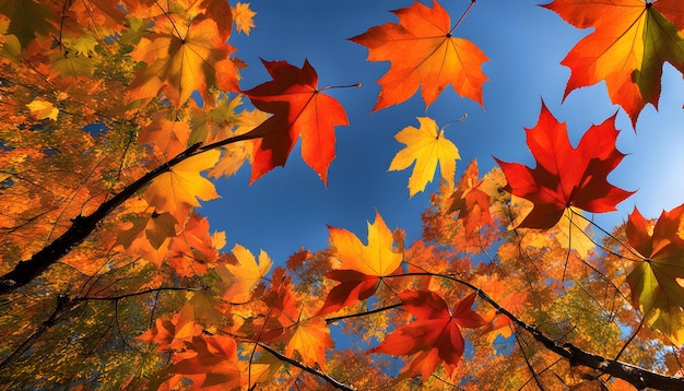 folhas de bordo enérgicas pré-inverno excelência da natureza exibida