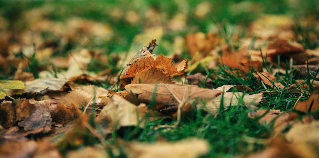 Folhas de bordo fechadas caídas no chão no outono