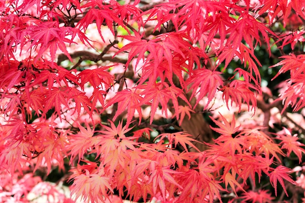 folhas de bordo japonês vermelho
