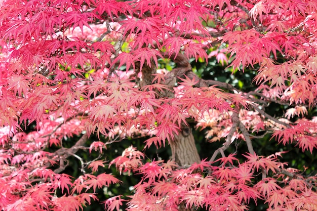 folhas de bordo japonês