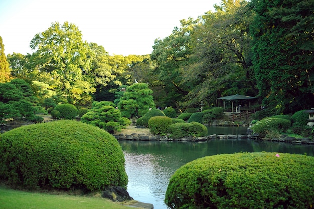 Folhas de bordo mudando de cor, estações de outono em Tóquio, no Japão