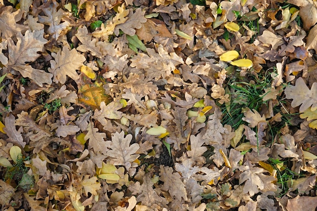 Folhas de bordo multicoloridas estão na vista superior da grama Cena de natureza em mudança