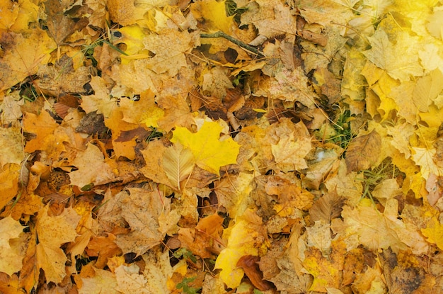 Folhas de bordo multicoloridas na luz da manhã ensolarada Folhas de bordo coloridas de outono fundo em um dia ensolarado Folhas de bordo de outono