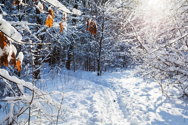 Folhas de bordo secas ao longo do caminho na floresta de neve