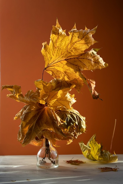 Folhas de bordo secas de cor amarela em um vaso em um fundo 2D com um raio de sol Conceito de outono dourado