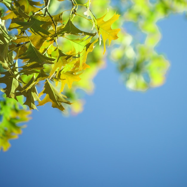 Folhas de bordo sobre fundo de céu azul