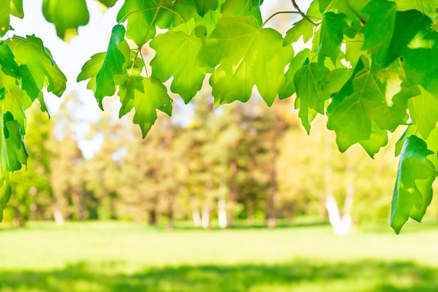 Folhas de bordo verdes na floresta ensolarada