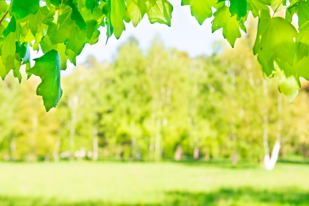 Folhas de bordo verdes na floresta ensolarada