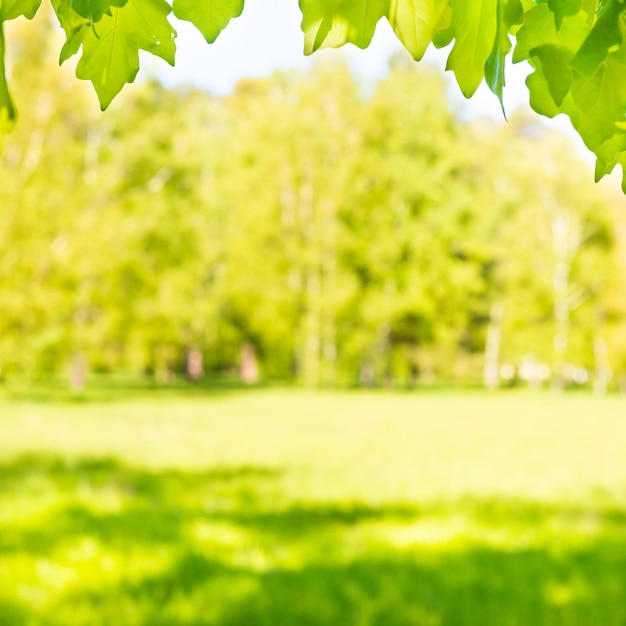 Folhas de bordo verdes na floresta ensolarada