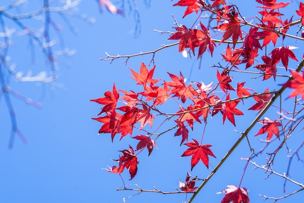 Folhas de bordo vermelhas bonitas em um dia ensolarado de outono, céu azul, close-up, cópia espaço, macro