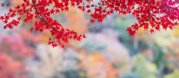 Folhas de bordo vermelho no jardim com espaço de cópia para fundo colorido natural de texto para a temporada de outono e conceito de folhagem vibrante caindo