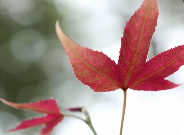 folhas de bordo