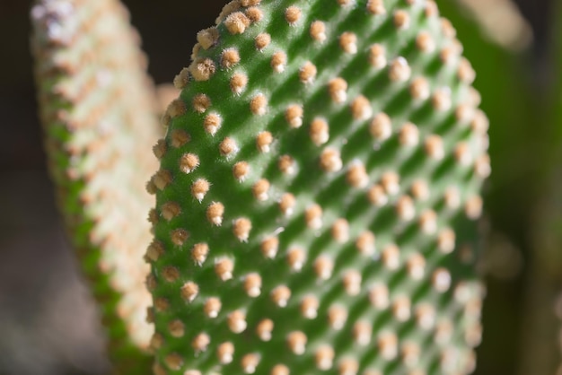 folhas de cacto verde