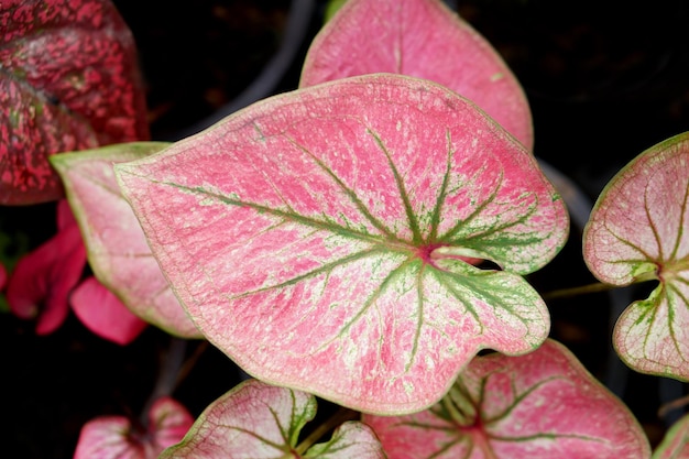 folhas de caládio em vaso ótima planta para decorar jardim