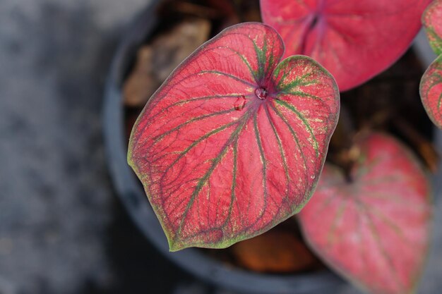 folhas de caládio em vaso ótima planta para decorar jardim