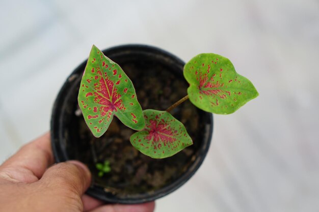 folhas de caládio em vaso ótima planta para decorar jardim