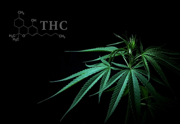 Foto folhas de cannabis com estrutura química de cbd thc