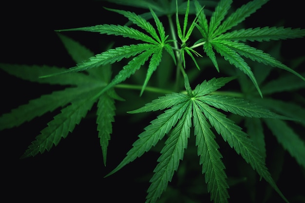 Folhas de cannabis da planta As folhas de maconha são usadas na medicina.