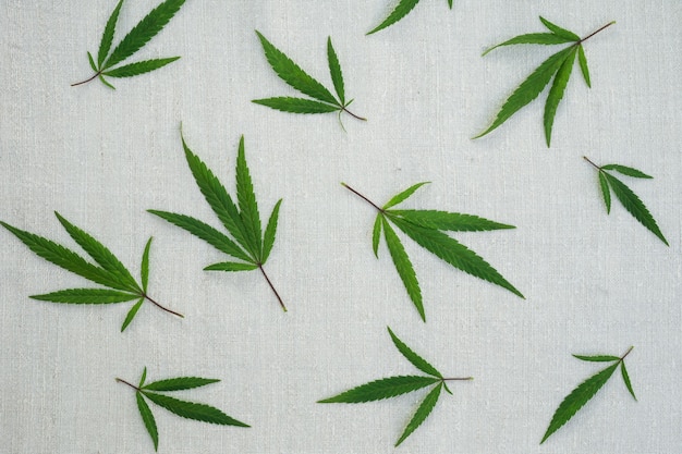 Folhas de cannabis em tela de hamp