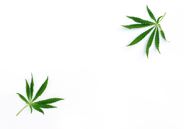 Folhas de cannabis em um fundo branco legalização da maconha